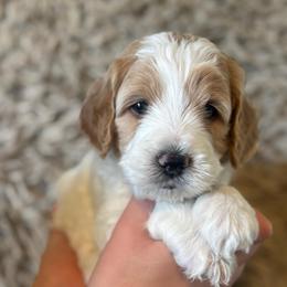 Seth - Parti male Goldendoodle puppy in Tonopah, Arizona from DJ’s Doodles