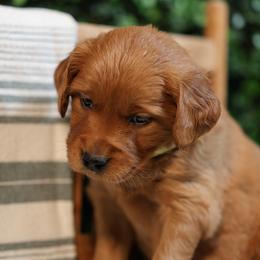 Anne - Golden female Golden Retriever puppy in Payette, Idaho from Stonewick Retrievers