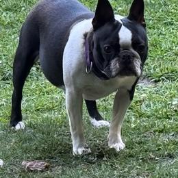 Venus - Boston Terrier