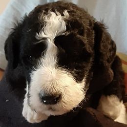 Poodles from Elva Rowe's Standard Poodles