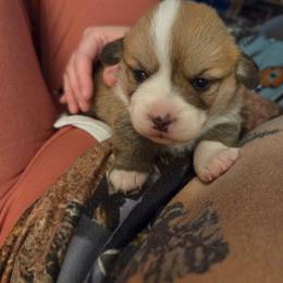 Purple Collar - Red female Pembroke Welsh Corgi puppy in Fallon, Nevada from Fuzzy Butt Corgies