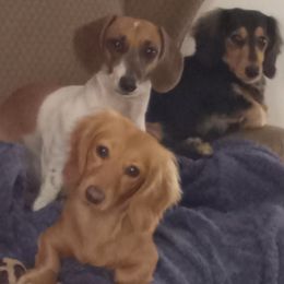 Dachshund Puppies from Dachshund Love