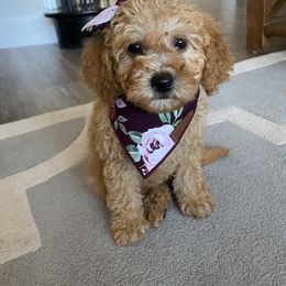 Labradoodle Puppies from Cook Doodles