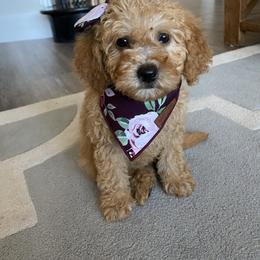 Labradoodle Puppies from Cook Doodles