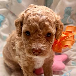 Amber - Apricot female Goldendoodle puppy in Forney, Texas from Diamond Doodle Pups and Poodles