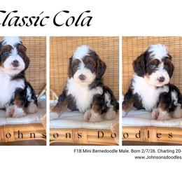 Classic Cola - Sable male Bernedoodle puppy in North Royalton, Ohio from Johnson's Doodles