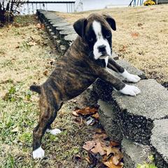 Boxer Puppies from Grand Lake Boxers