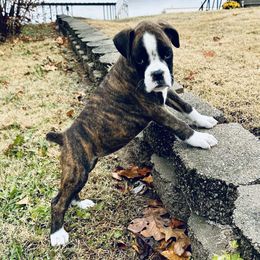 Boxer Puppies from Grand Lake Boxers