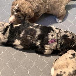 Aussiedoodle Puppies from Happy Hippy Doodles