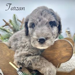 Tarzan - Merle male Sheepadoodle puppy in Thornville, Ohio from Four Front Doodles & Friends