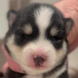 Ziggy - Black and white female Pomsky puppy in Spring Hill, Florida from PDQ Pomskies