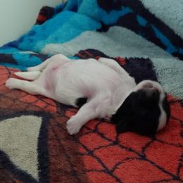 Shih Tzu Puppies from Tough Shih