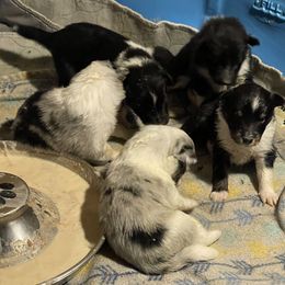 Shetland Sheepdog Puppies from Buckeye Shelties