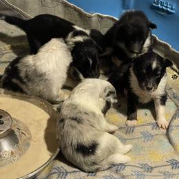 Shetland Sheepdog Puppies from Buckeye Shelties
