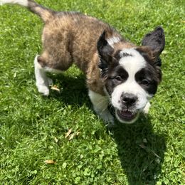 Companion Cross and Saint Bernard Puppies from Coleman Saint Bernards of Ohio
