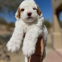 Snow White - Parti female Goldendoodle puppy in Goodyear, Arizona from GAMMIE’S DOODLES