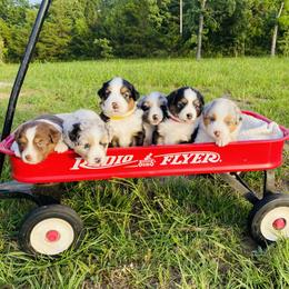 Australian Shepherd Puppies from Aussome Okie Aussies