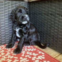 Tux - Black male Whoodle puppy in Concord, North Carolina from RockyRiverDoodles
