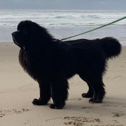 Zor - Newfoundland