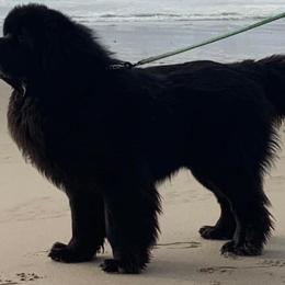 Zor - Newfoundland