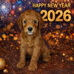 Pumpkin - Red  female Goldendoodle puppy in Houston, Texas from Golden Life Doodles