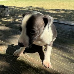 Italian Greyhound Puppies from WAHLTOWAHLIGGYS