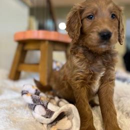 Goldendoodles from New Dawn Poodles and Doodles