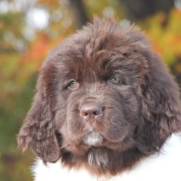 Bailey OFA - White and brown female Newfoundland puppy in Dalton, Ohio from Newfforu