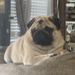 Bulldog and Pug Puppies from Love that bulldog lewter family