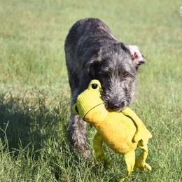 Irish Wolfhound Puppies from Mt Carmel Irish Wolfhounds