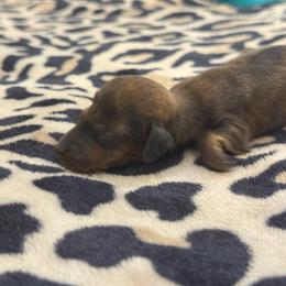 Extreme runty baby - Wild boar male Dachshund puppy in Honolulu, Hawaii from A&A Mini Dachshunds