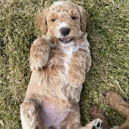 Goldendoodle Puppies from Ellie's Goldendoodles