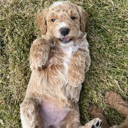 Goldendoodle Puppies from Ellie's Goldendoodles