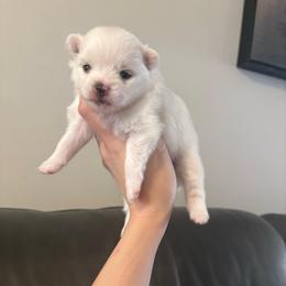 Applejack - White female Pomeranian puppy in Rhode Island from Heartfelt Kennels