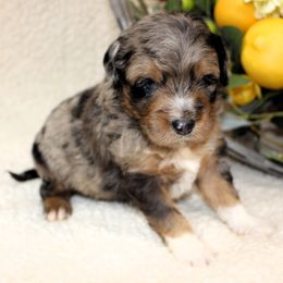 River - Blue merle male Aussiedoodle puppy in Stokesdale, North Carolina from His and Hers Poodles and Doodles