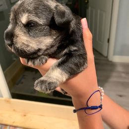 Miniature Schnauzer Puppies from Dirty Beard Mini Schnauzers