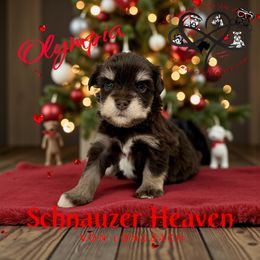 Olympia AKC - Liver female Miniature Schnauzer puppy in Pelzer, South Carolina from Schnauzer Heaven Von Longbach