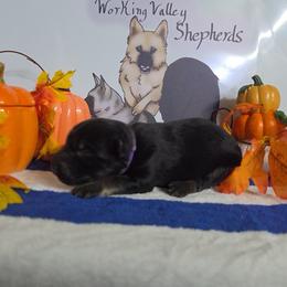 Purple Collar - Black and silver female German Shepherd puppy in Cadet, Missouri from Working Valley Shepherds