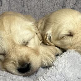 Golden Retriever Puppies from Loposky Goldens