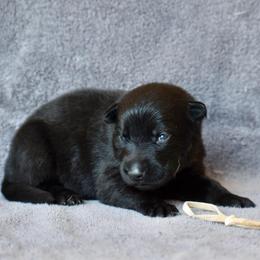 White - Black female German Shepherd puppy in Cherryville, North Carolina from Masky Kennel