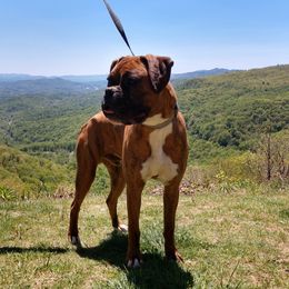 Merlin - Boxer