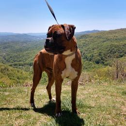 Merlin - Boxer