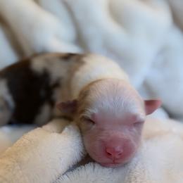 Promise AKC - Red merle female Australian Shepherd puppy in Polk City, Florida from Skaky Shepherds
