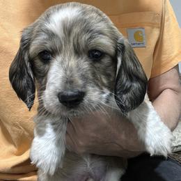 Felix - Piebald male Dachshund puppy in Jordan, Arkansas from Lakeshore Dachshunds