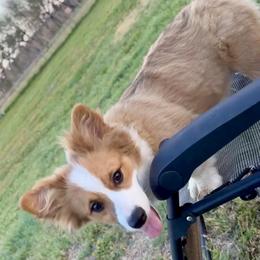 Pembroke Welsh Corgi Puppies from Brazos Corgis