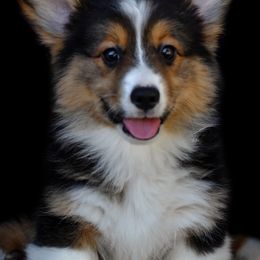 Pembroke Welsh Corgi Puppies from Fawn Ridge Farm