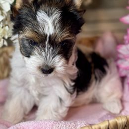 Hanna 3000 - Black tan and white female Biewer Terrier puppy in Ambrose, Georgia from Southern Star Biewer Terriers