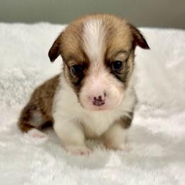 Snickers - Red male Pembroke Welsh Corgi puppy in Paradise, Texas from Corgis in Paradise