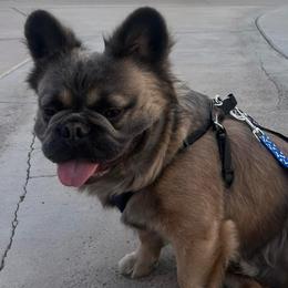 French Bulldogs from Kindly kain