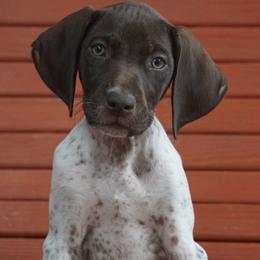 German Shorthaired Pointers from Tr7 Piney  Creek